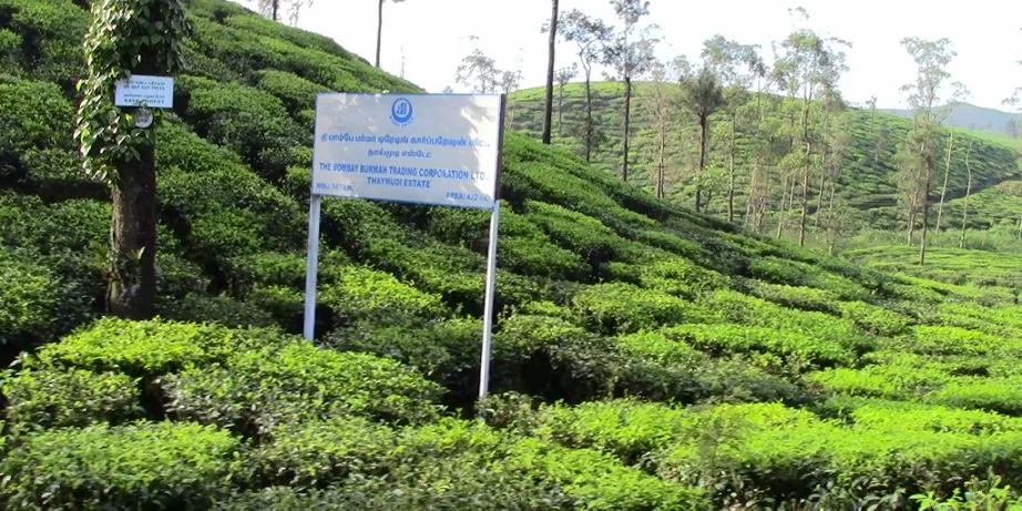 Verdant Green Tea Plantations and Rolling Slopes in Western Ghats
